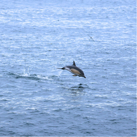 Mégafaune marine :