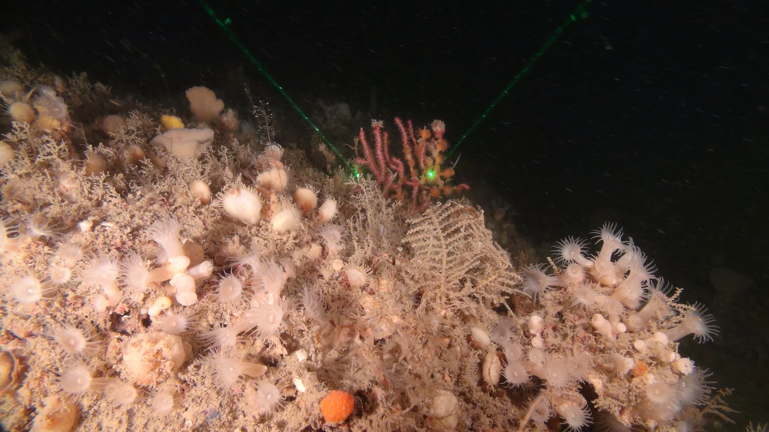 Habitats et peuplements benthiques : 