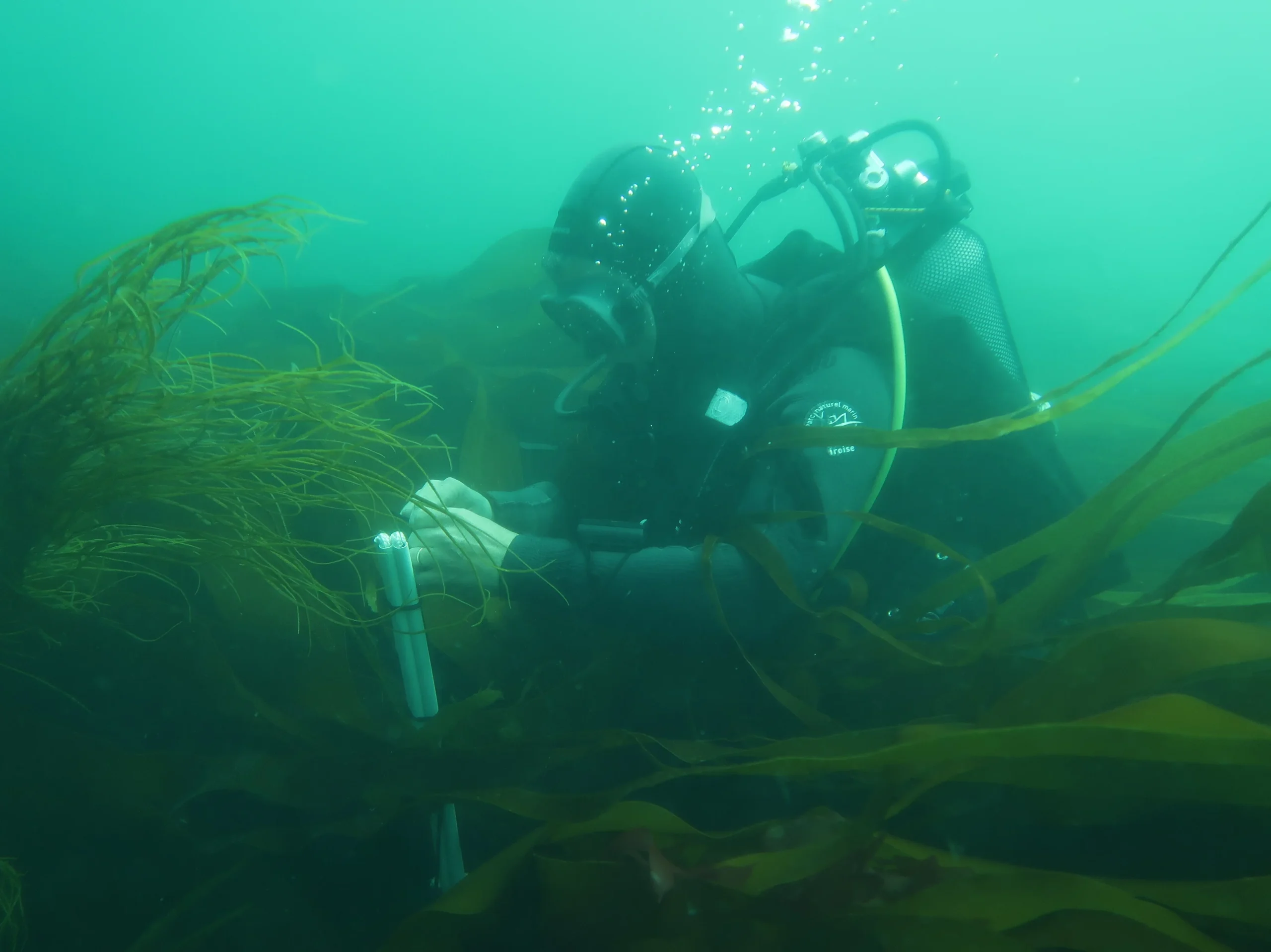 Identifier les sites d’un futur observatoire des forêts de laminaires en mer d’Iroise