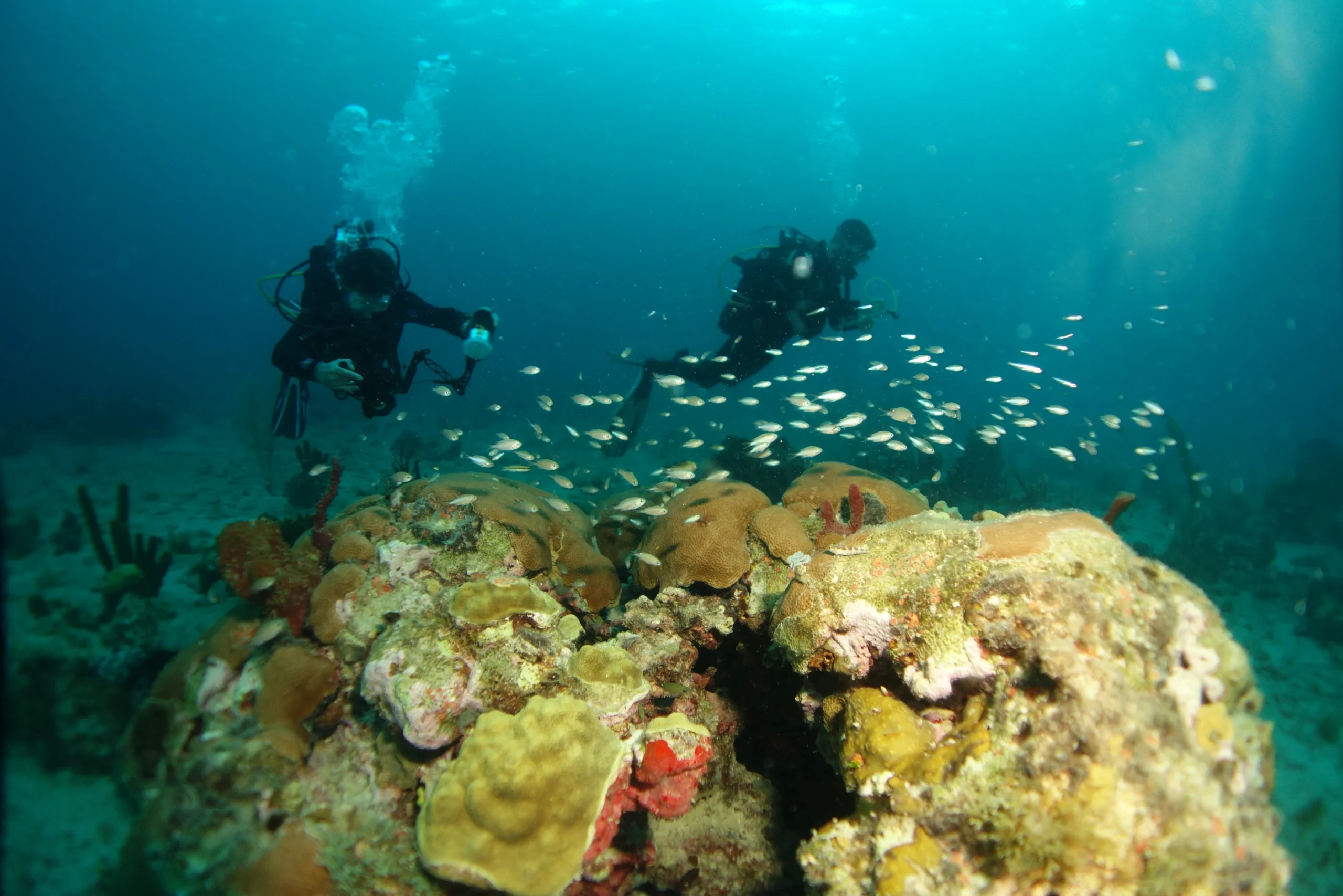 Sécuriser les autorisations environnementales du câble sous-marin CELIA en Martinique